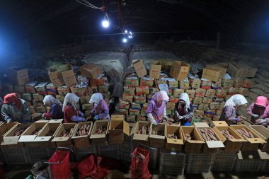 LUANNAN COUNTY, Çin - 5 Aralık 2021: Kadın çiftçiler tatlı patatesleri ayırıyor ve onları dış nakliye için paketliyorlar, Kuzey Çin