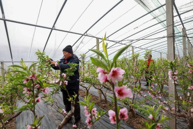 Tangshan, Çin - 22 Aralık 2021: Çiftçiler Kuzey Çin 'deki seradaki şeftali ağaçlarını inceltiyorlar