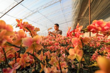 LUANNAN COUNTY, Çin - 28 Aralık 2021: Çiftçiler Kuzey Çin 'deki Phalaenopsis' in icabına bakıyorlar