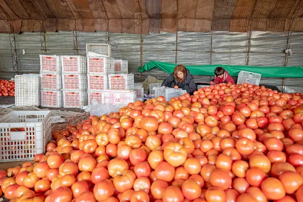 LUANNAN COUNTY, Çin - 2 Aralık 2021: İki bayan Kuzey Chin 'deki çiftlikte domates toplayıp paketliyor