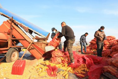 LUANNAN COUNTY, Çin - 18 Ocak 2022: Çiftçiler tarlalarda mısır harman ediyor, Kuzey Chin