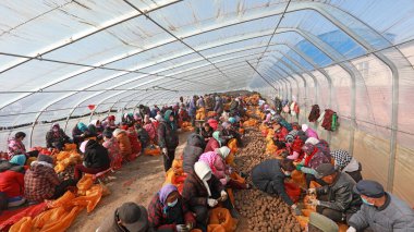 LUANNAN COUNTY, Çin - 23 Şubat 2022: çiftçiler Kuzey Çin 'deki bir çiftlikte patates tohumu blokları yapıyorlar
