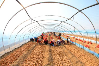 LUANNAN COUNTY, Çin - 8 Mart 2022 Çiftçiler Kuzey Çin 'deki seraya tatlı patates tohumları koyuyorlar