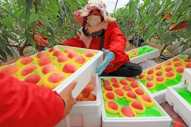 LUANNAN COUNTY, Çin - 11 Mart 2022: çiftçiler taze şeftalileri sınıflandırıyor ve onları Kuzey Çin 'deki bir seranın dışına taşımak için paketliyorlar.