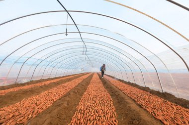 LUANNAN COUNTY, Çin - 21 Mart 2022: Çiftçiler Kuzey Çin 'deki serada tatlı patates tohumlarına mantar ilacı sıkıyorlar