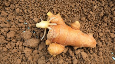 Germinated ginger in the soil, in a plantation, North China clipart