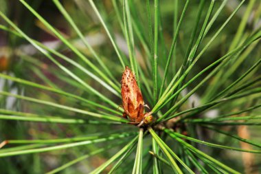 Kuzey Çin 'deki botanik bahçesinde çam ağacının tomurcuğuna yakın.