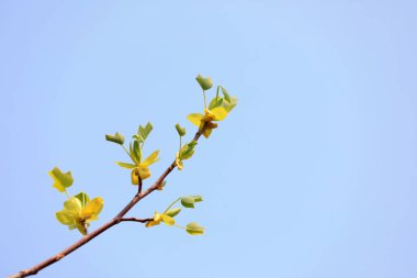 Botanik bahçesinde liriodendron çiçekleri, Kuzey Çin