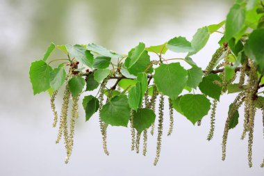 Populus tomentosa çiçekleri, Pekin, Çin