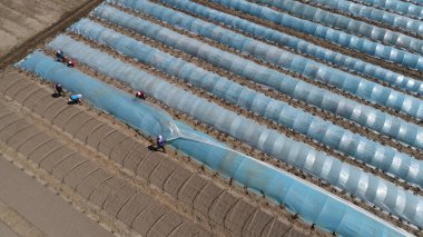 Çiftçiler Kuzey Çin 'deki tarlalara pirinç ekiyor.