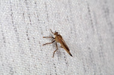 Kuzey Çin 'de Böceksineği, vahşi doğada