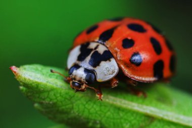 Kuzey Çin 'deki yabani bitkilerde uğur böcekleri