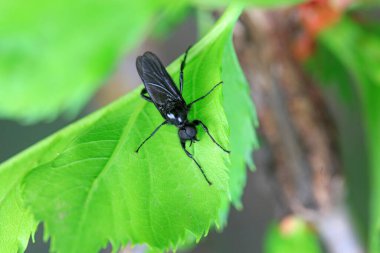Sivrisinekler yabani bitkiler üzerinde, Kuzey Çin