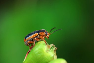 Kuzey Çin 'deki yabani bitkilerin üzerindeki yaprak böceği.