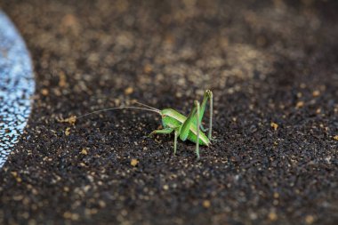 Katydid nymphs in the wild, North China clipart