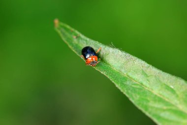 Kuzey Çin 'deki yabani bitkilerin üzerindeki yaprak böceği.