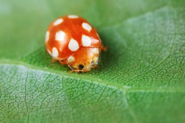 Kuzey Çin 'deki yabani bitkilerde uğur böcekleri