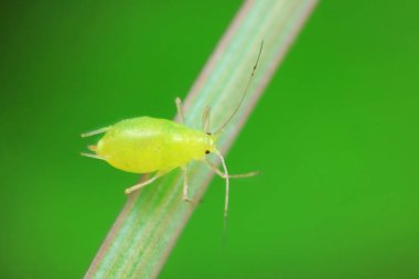 Vahşi doğada yaprak bitleri, Kuzey Çin