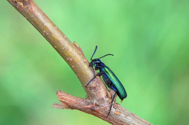 Kolaoptera böceği -- yeşil Daphne Genkwa, Kuzey Çin