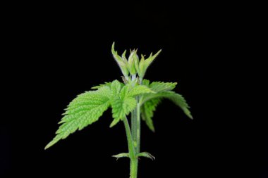 Humulus siyah bir arkaplanda, Kuzey Çin 'de ayrılıyor.