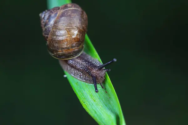 stock image Snails on wild plants, North China