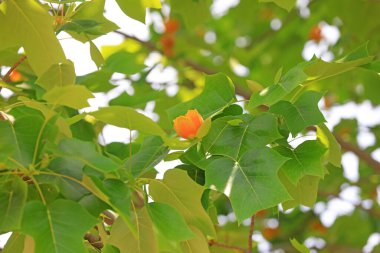 Kuzey Çin 'deki botanik bahçesinde liriodendron çiçekleri