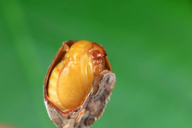 Lepidoptera larvaları vahşi doğada, Kuzey Çin