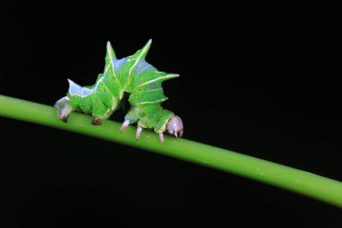 Lepidoptera larvaları vahşi doğada, Kuzey Çin
