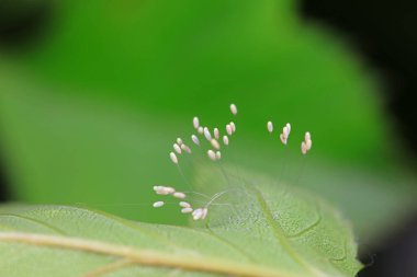 Insect eggs on wild plants, North China clipart