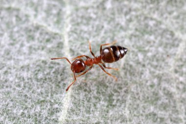 Karıncalar vahşi doğada, Kuzey Çin