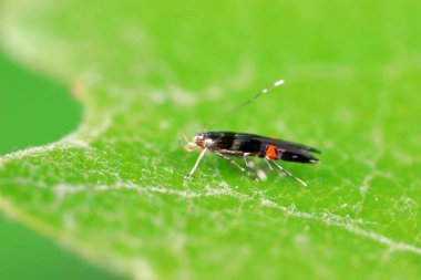 Lepidoptera böcekleri vahşi doğada, Kuzey Çin