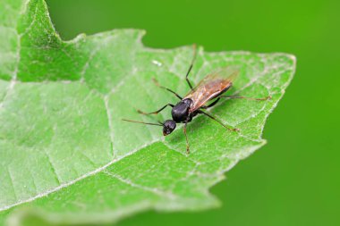 Karıncalar vahşi doğada, Kuzey Çin