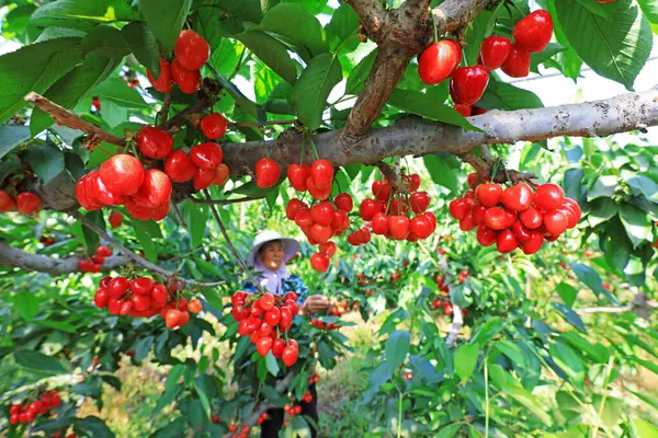 stock image farmers harvest big cherries in orchards, North China