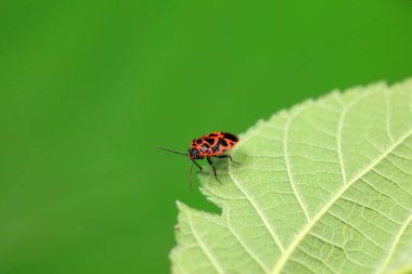 Vahşi doğada hemiptera böcekleri, Kuzey Çin