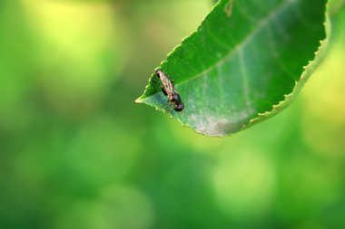 Kuzey Çin 'de yaprak biti sinekleri yiyor.