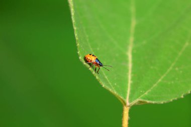 Vahşi doğada hemiptera böcekleri, Kuzey Çin