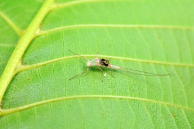 Mayıs sineği, çok kısa ömürlü bir böcek, Kuzey Çin