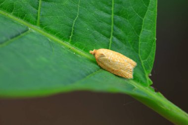 Lepidoptera böcekleri vahşi doğada, Kuzey Çin