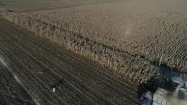 Çiftçiler Kuzey Çin 'deki tarlalarda mısır kamışı hasat ediyorlar.