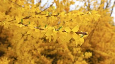 Güzel Forsythia çiçekleri parkta, Kuzey Çin
