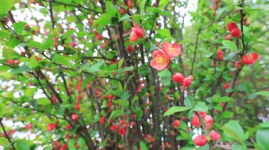 Güzel çubuk saplı Begonya çiçekleri Kuzey Çin 'de, parkta