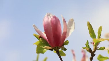 Güzel manolya çiçekleri Kuzey Çin 'de bir botanik bahçesindedir.