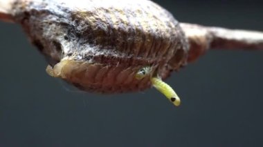 Küçük Mantid, Kuzey Çin 'deki yumurta kılıfından yumurtadan çıktı.