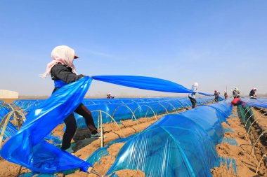 LUANNAN COUNTY, Çin - 3 Nisan 2022: çiftçiler Kuzey Çin 'deki bir çiftlikte zencefil ile ultraviyole dirençli plastik film çekiyorlar.