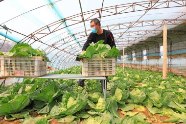 LUANNAN COUNTY, Çin - 8 Nisan 2022: çiftçiler Kuzey Çin 'deki seralarda şalgam hasat ediyorlar