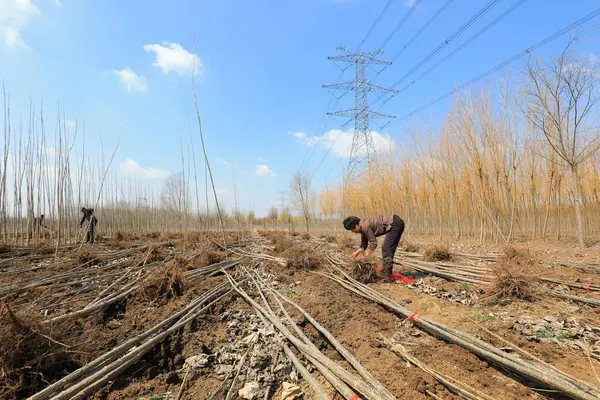 LUANNAN COUNTY, Çin - 31 Mart 2022: Çiftçi Kuzey Çin 'de bir fidan kazıyor