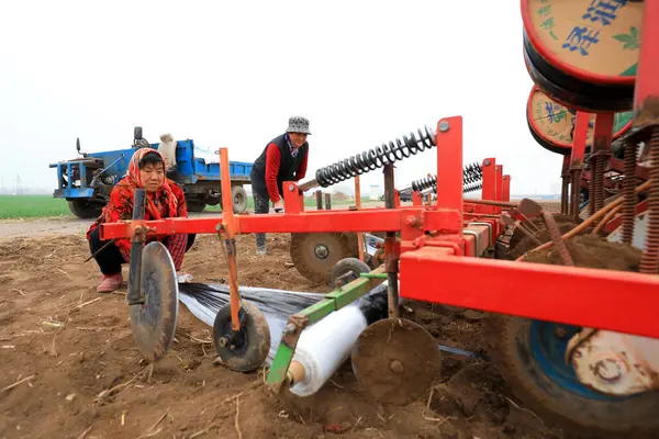 LUANNAN COUNTY, Hebei Eyaleti, Çin - 2 Nisan 2021: Çiftçiler ekicileri çiftliğe plastik mısır ekmeleri için sürüyorlar