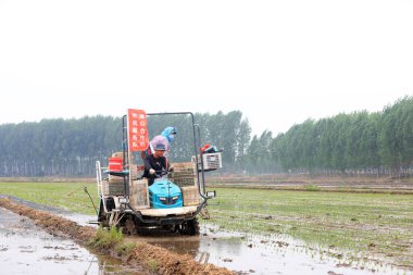 LUANNAN COUNTY, Çin - 14 Mayıs 2021: Çiftçiler pirinç naklini çiftliklerde pirinç yetiştirmek için kullanıyorlar, Kuzey Çin