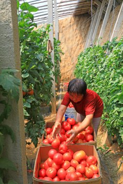 LUANNAN COUNTY, Çin - 21 Mayıs 2021: çiftçiler Kuzey Çin 'de bir çiftlikte domates hasat ediyorlar.