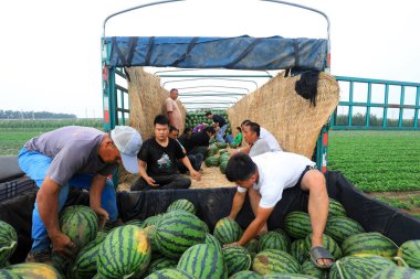 LUANNAN COUNTY, Çin - 29 Haziran 2021: Çiftçiler karpuz taşıyorlar tarlalarda, Çin